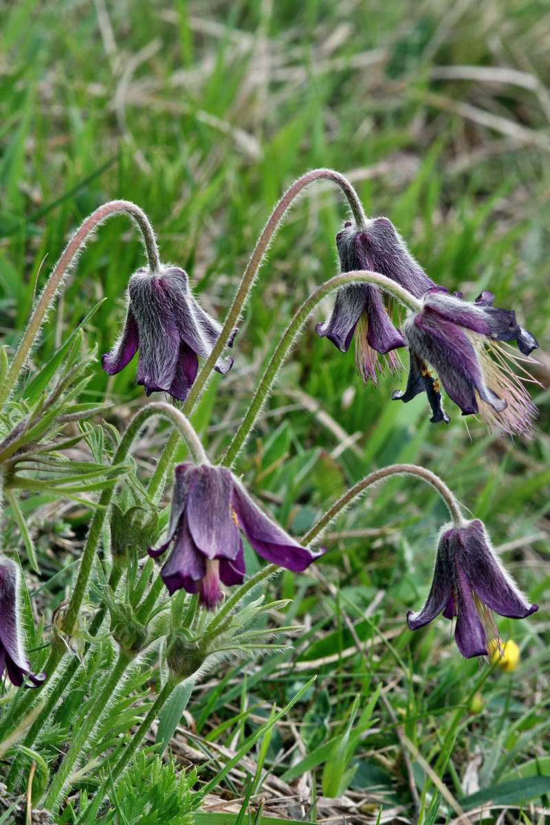 IMG_2013_04_29_00010251_2_Bildgr��e �ndern