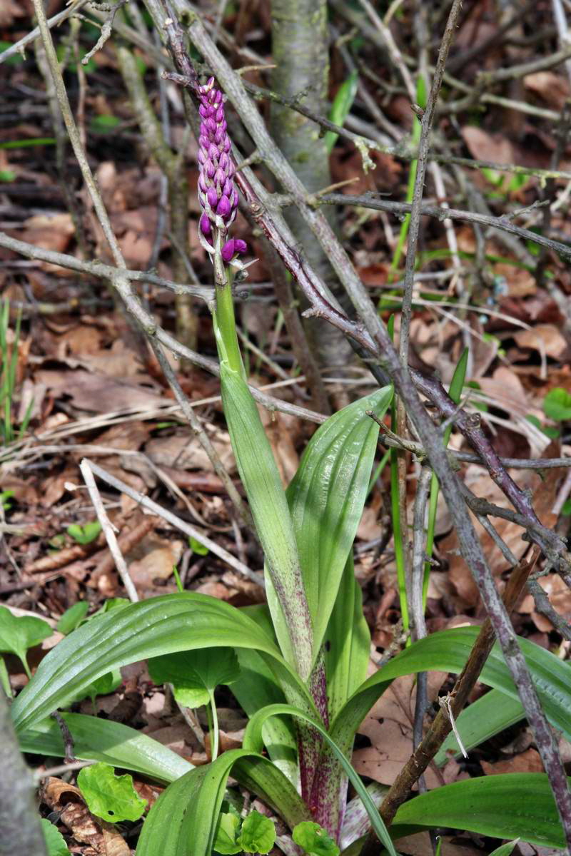 IMG_2013_04_30_00010352_2_Bildgr��e �ndern