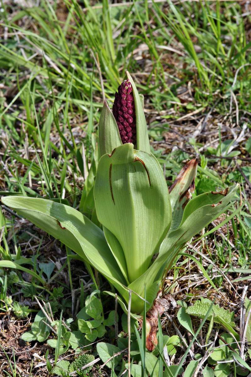 IMG_2013_04_30_00010508_2_Bildgr��e �ndern