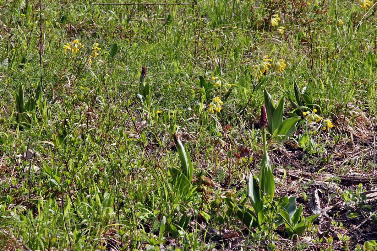 IMG_2013_04_30_00010522_2_Bildgr��e �ndern