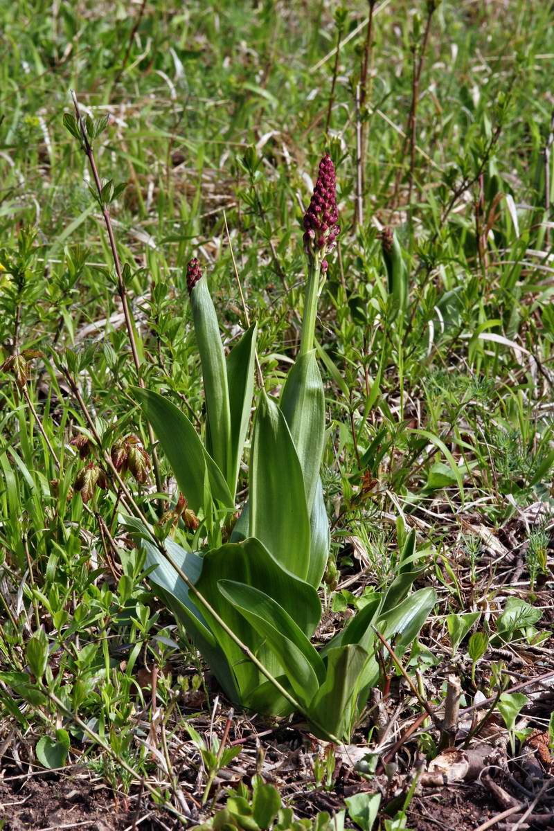 IMG_2013_04_30_00010595_2_Bildgr��e �ndern