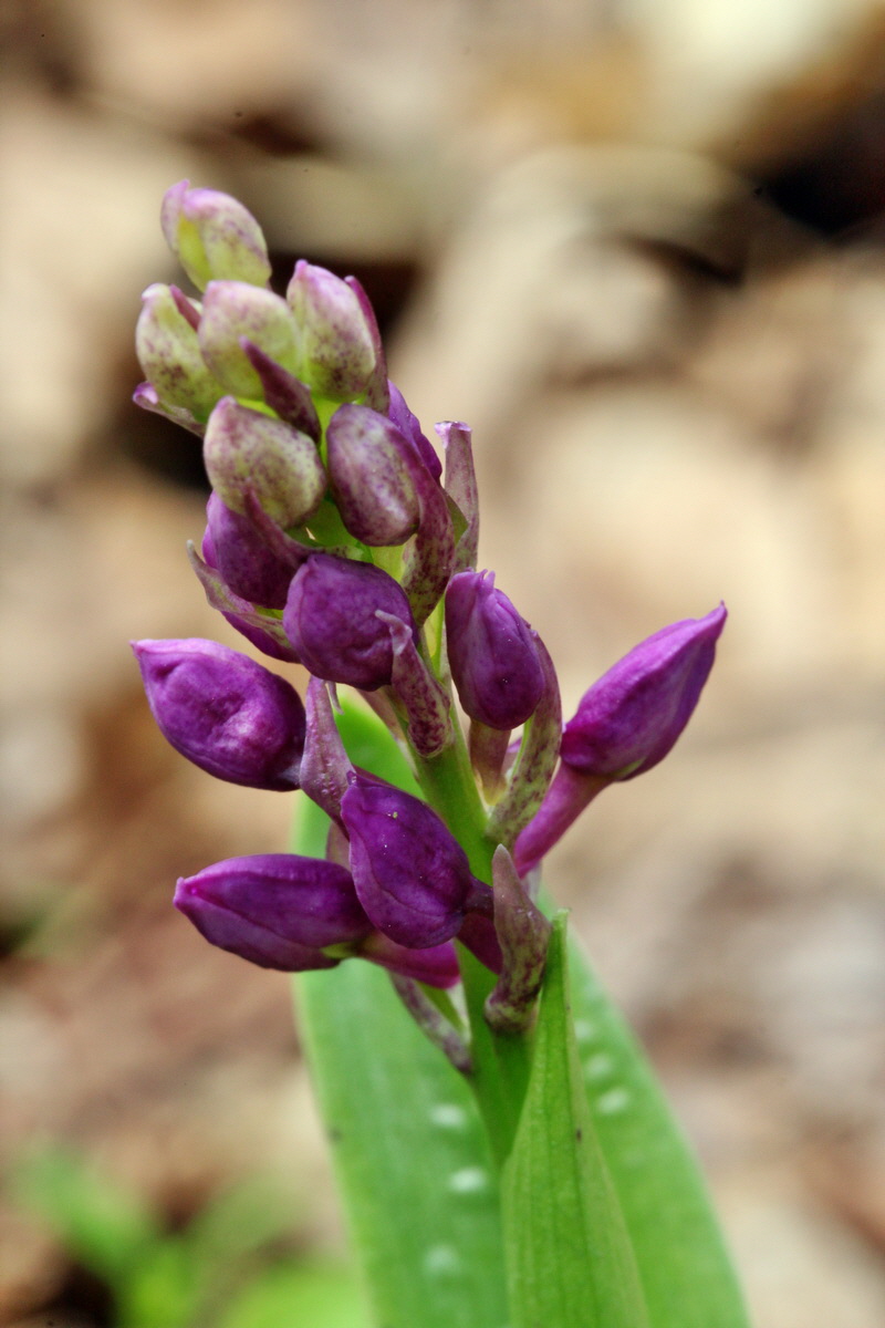 2013_05_04_00010761_Bildgr��e �ndern