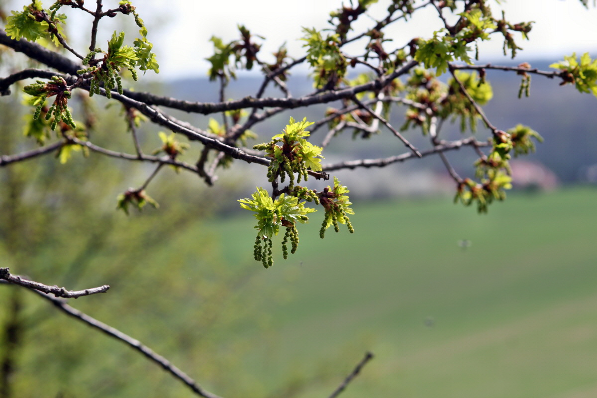 2013_05_04_00010900_Bildgr��e �ndern