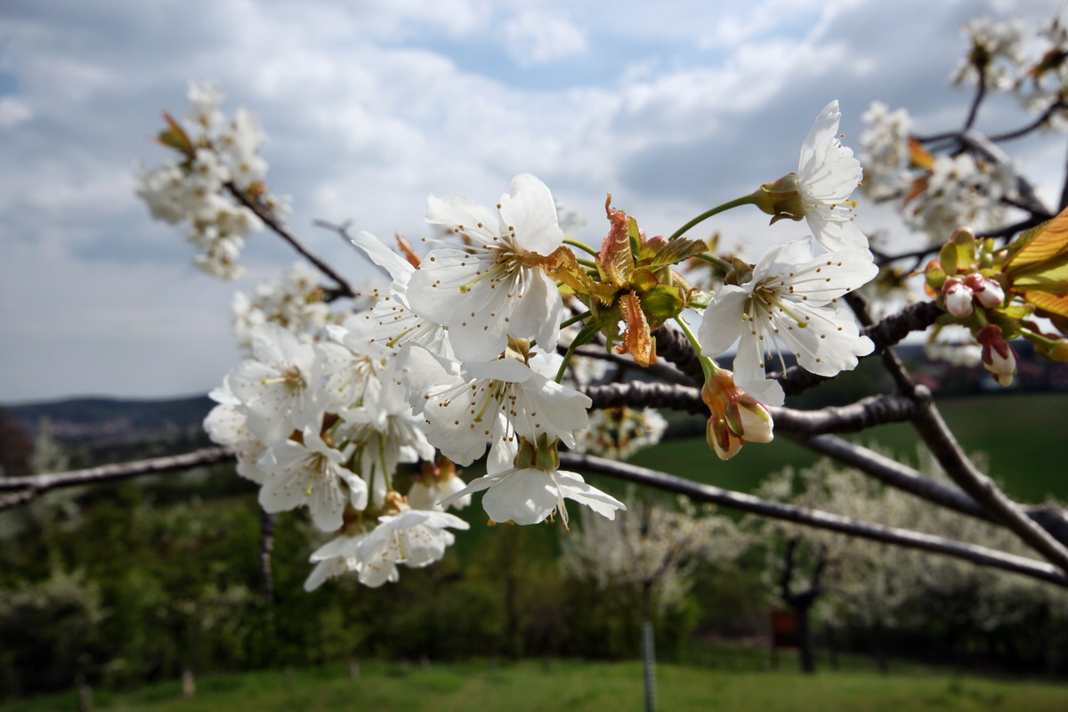 2013_05_04_00011068_Bildgr��e �ndern