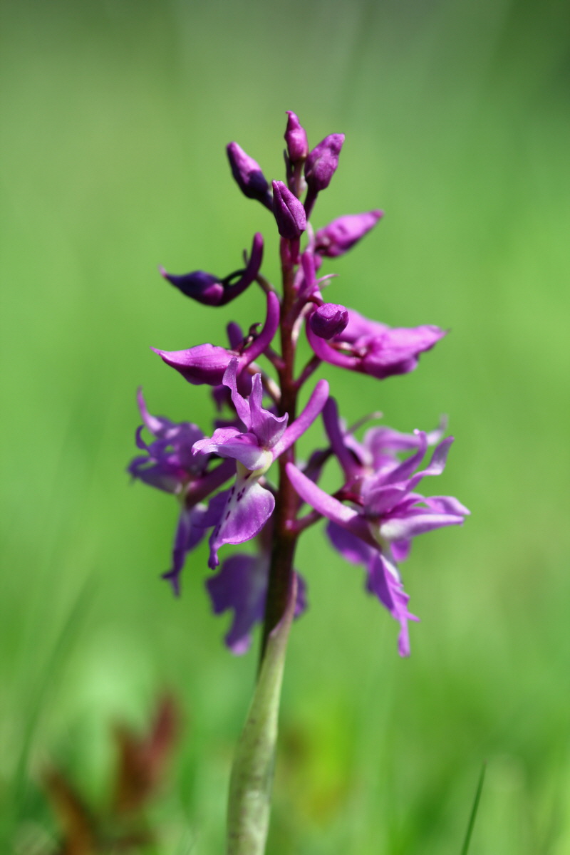 2013_05_05_00011283_Bildgr��e �ndern