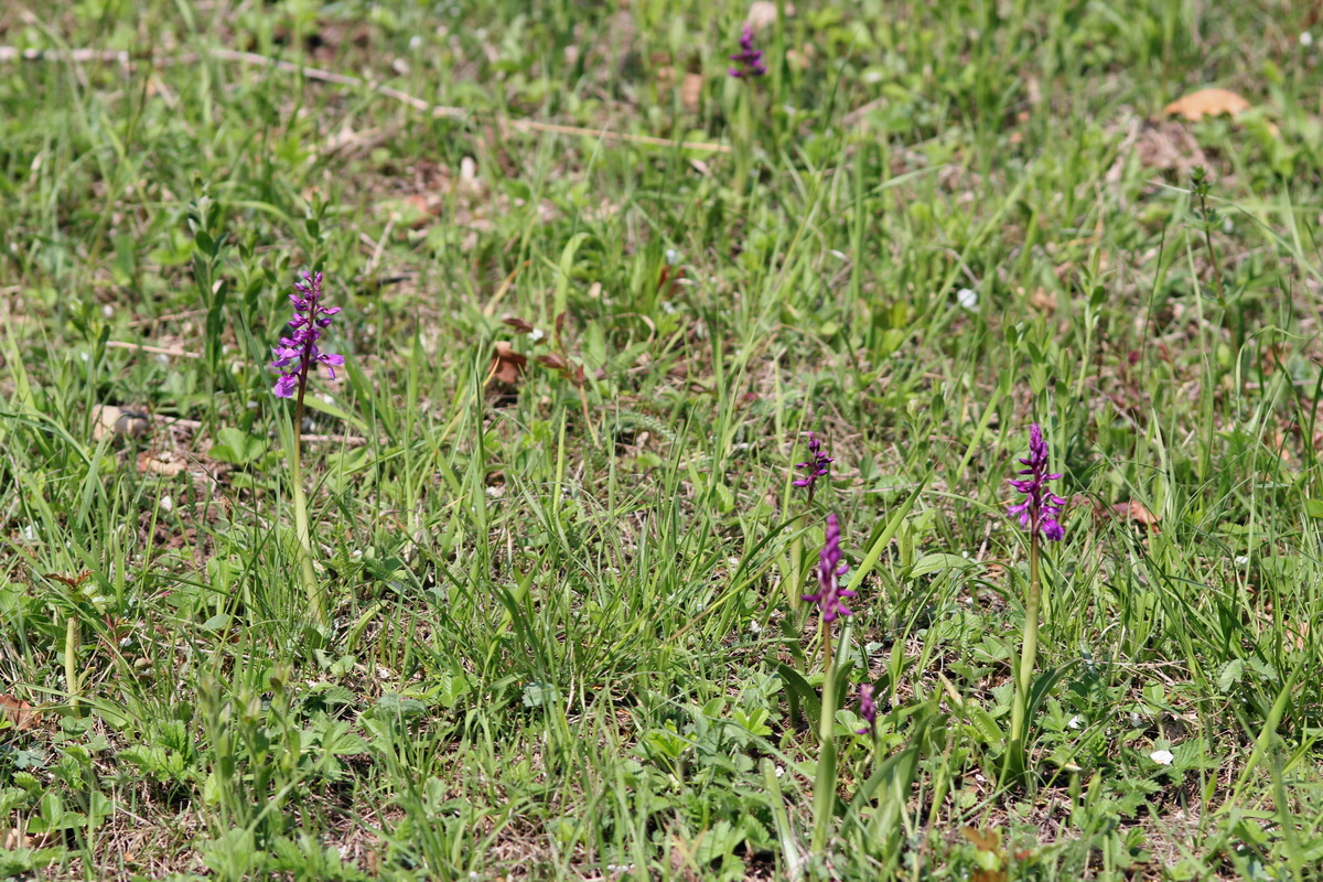 2013_05_05_00011293_Bildgr��e �ndern