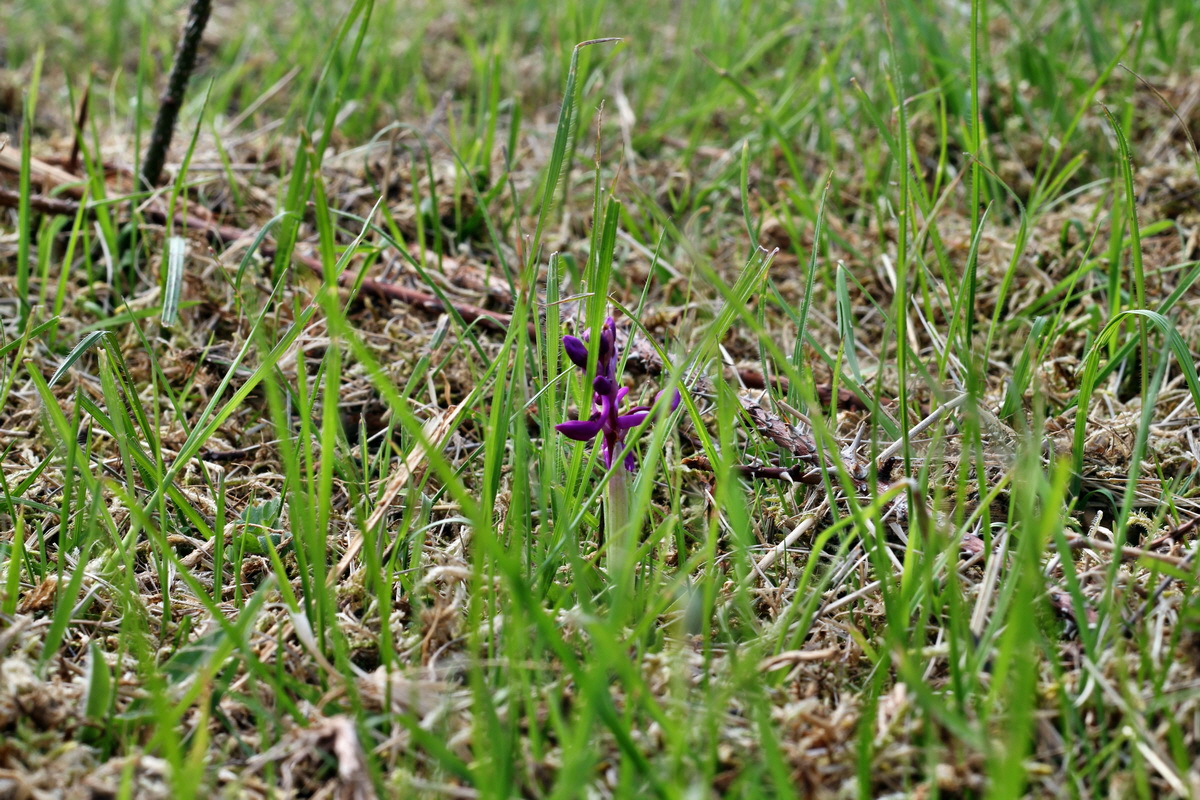 2013_05_06_00011601_Bildgr��e �ndern