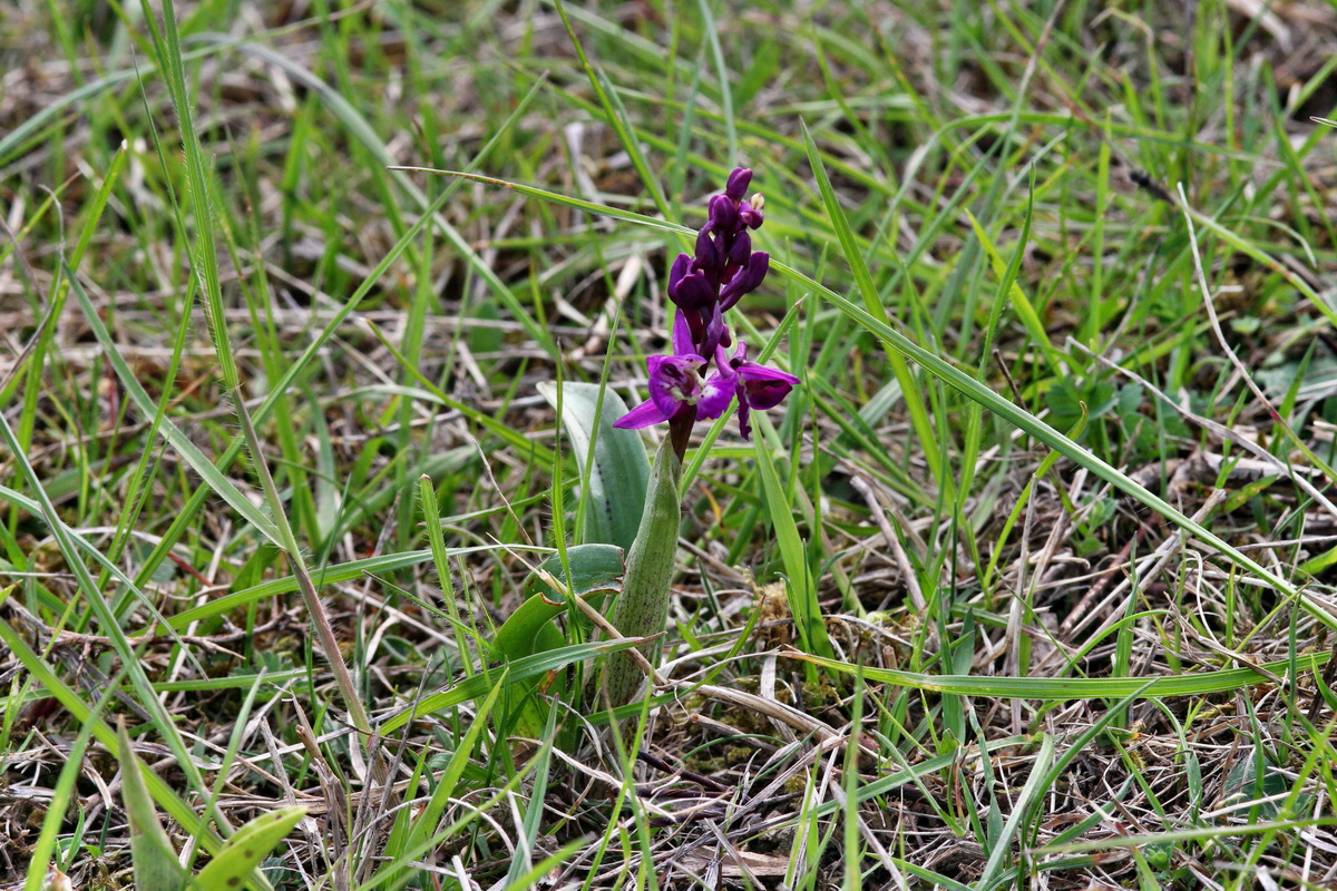 2013_05_06_00011643_Bildgr��e �ndern