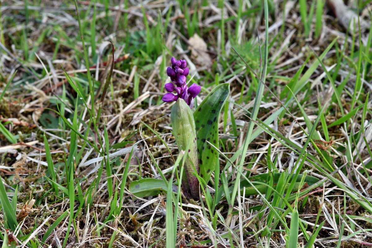 2013_05_06_00011646_Bildgr��e �ndern