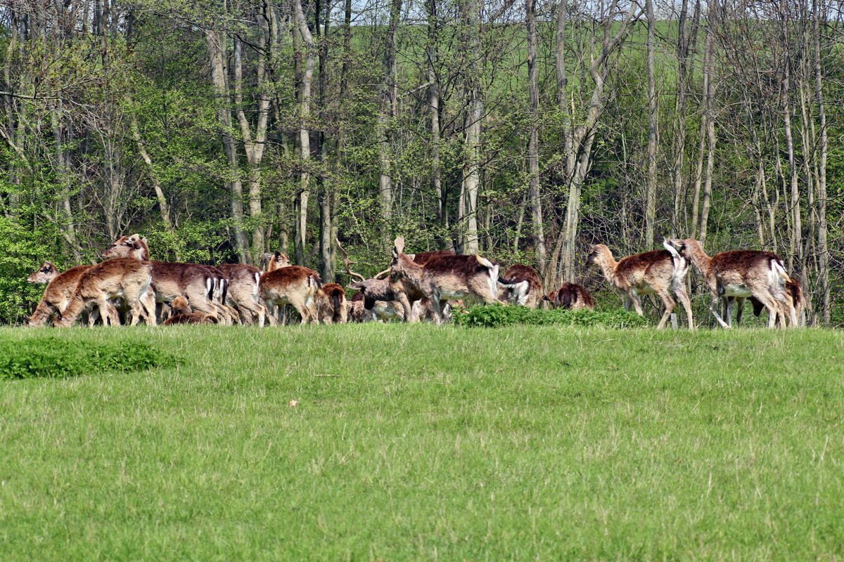 2013_05_06_00011851_Bildgr��e �ndern