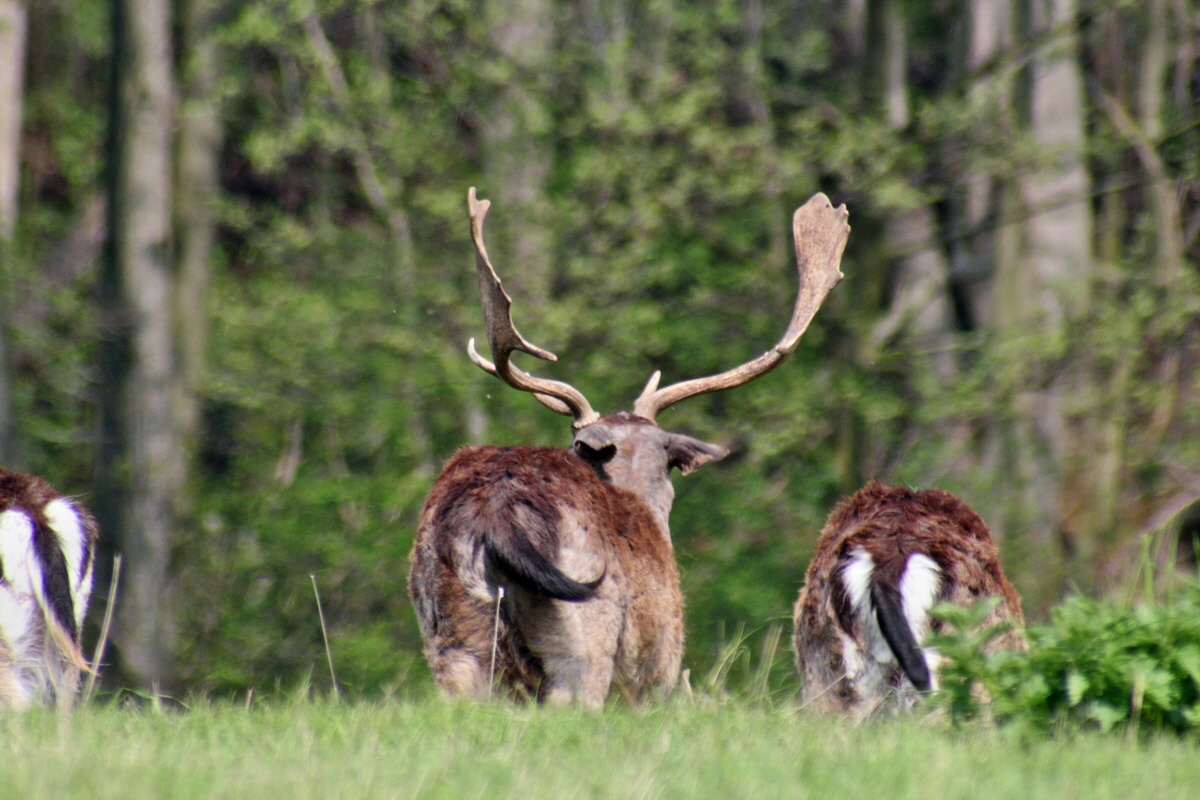 2013_05_06_00011865_Bildgr��e �ndern