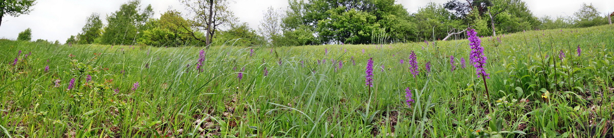 [Group 42]-2013_05_13_00013779_2013_05_13_00013789-4 images_Bildgr��e �ndern