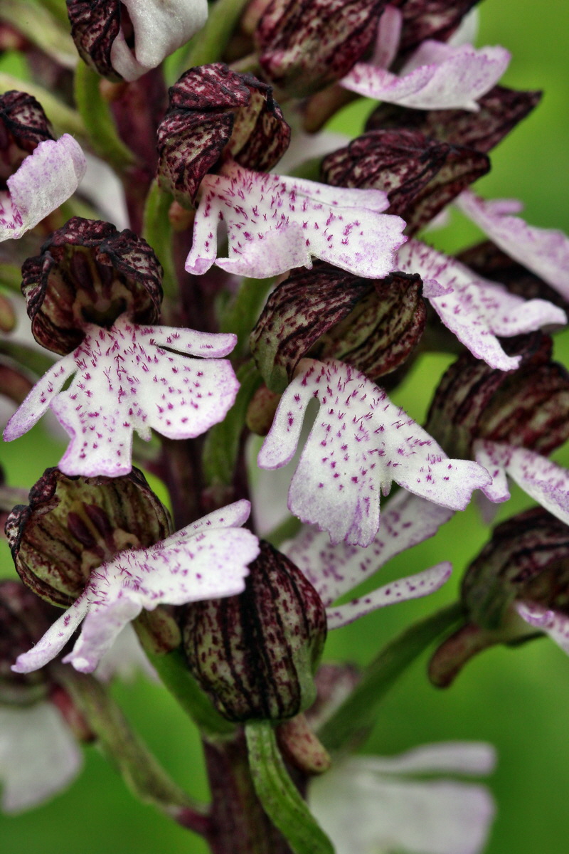 2013_05_13_00013593_Bildgr��e �ndern