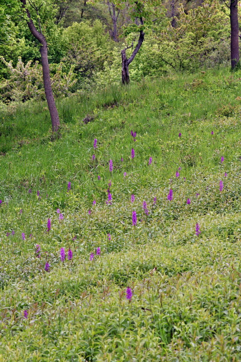 2013_05_13_00013616_Bildgr��e �ndern