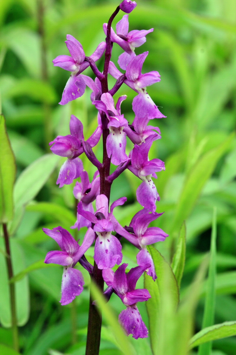 2013_05_13_00013667_Bildgr��e �ndern