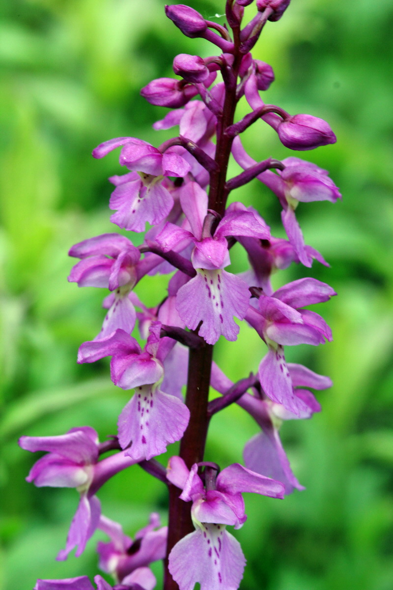 2013_05_13_00013693_Bildgr��e �ndern