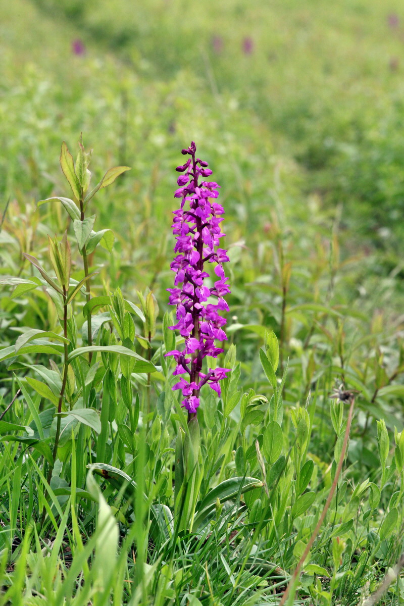 2013_05_13_00013704_Bildgr��e �ndern