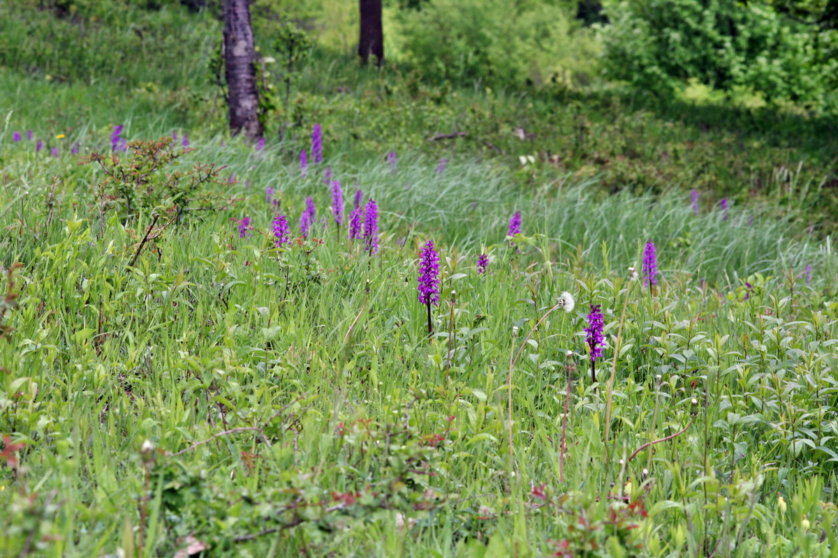 2013_05_13_00013714_Bildgr��e �ndern