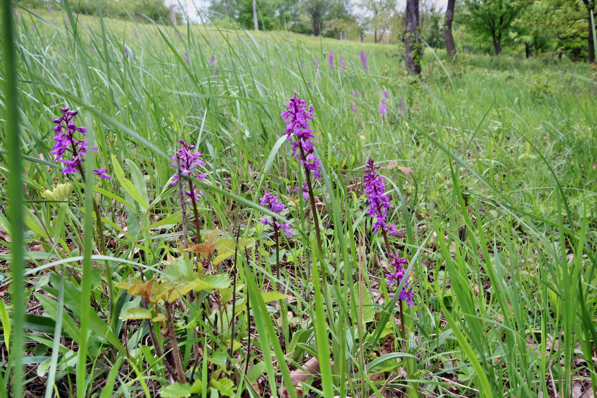 2013_05_13_00013776_Bildgr��e �ndern