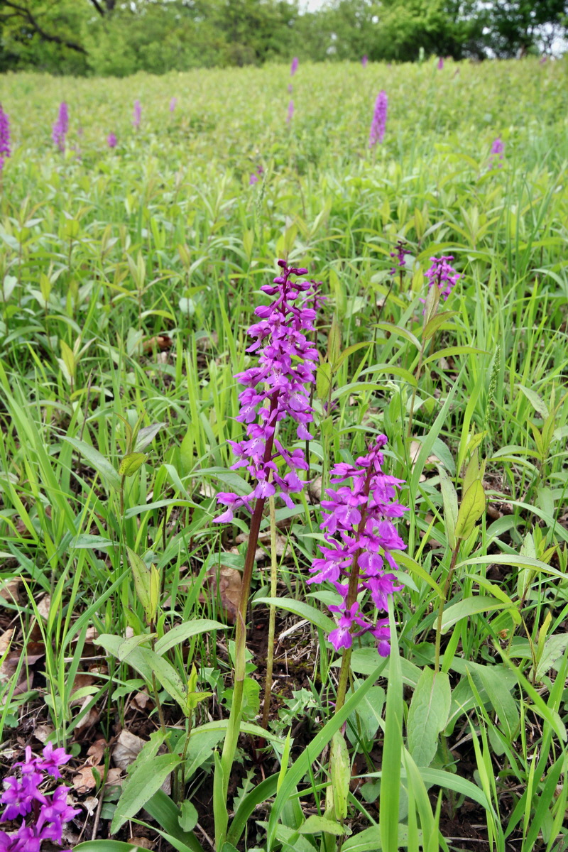 2013_05_13_00013830_Bildgr��e �ndern