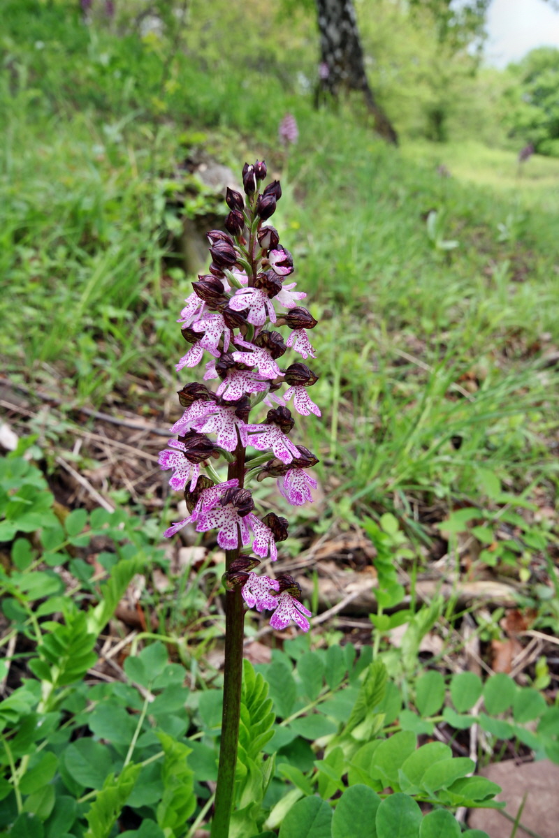 2013_05_13_00014087_Bildgr��e �ndern