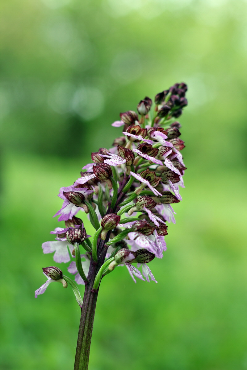 2013_05_13_00014149_Bildgr��e �ndern