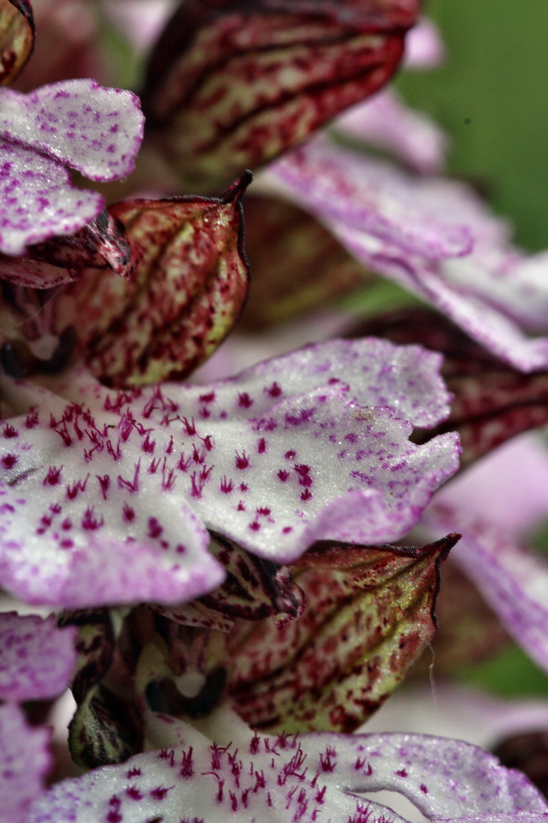 2013_05_13_00014234_Bildgr��e �ndern