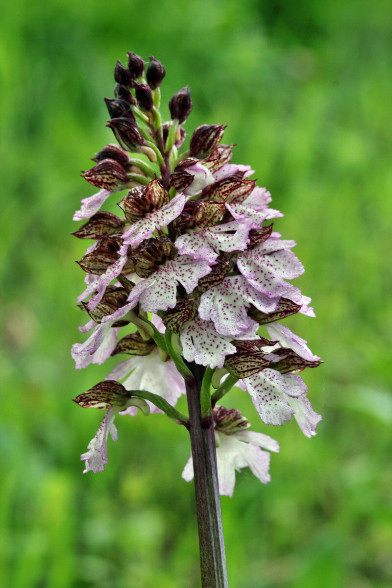 2013_05_13_00014240_Bildgr��e �ndern