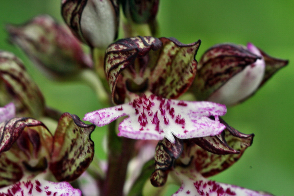 2013_05_13_00014323_Bildgr��e �ndern