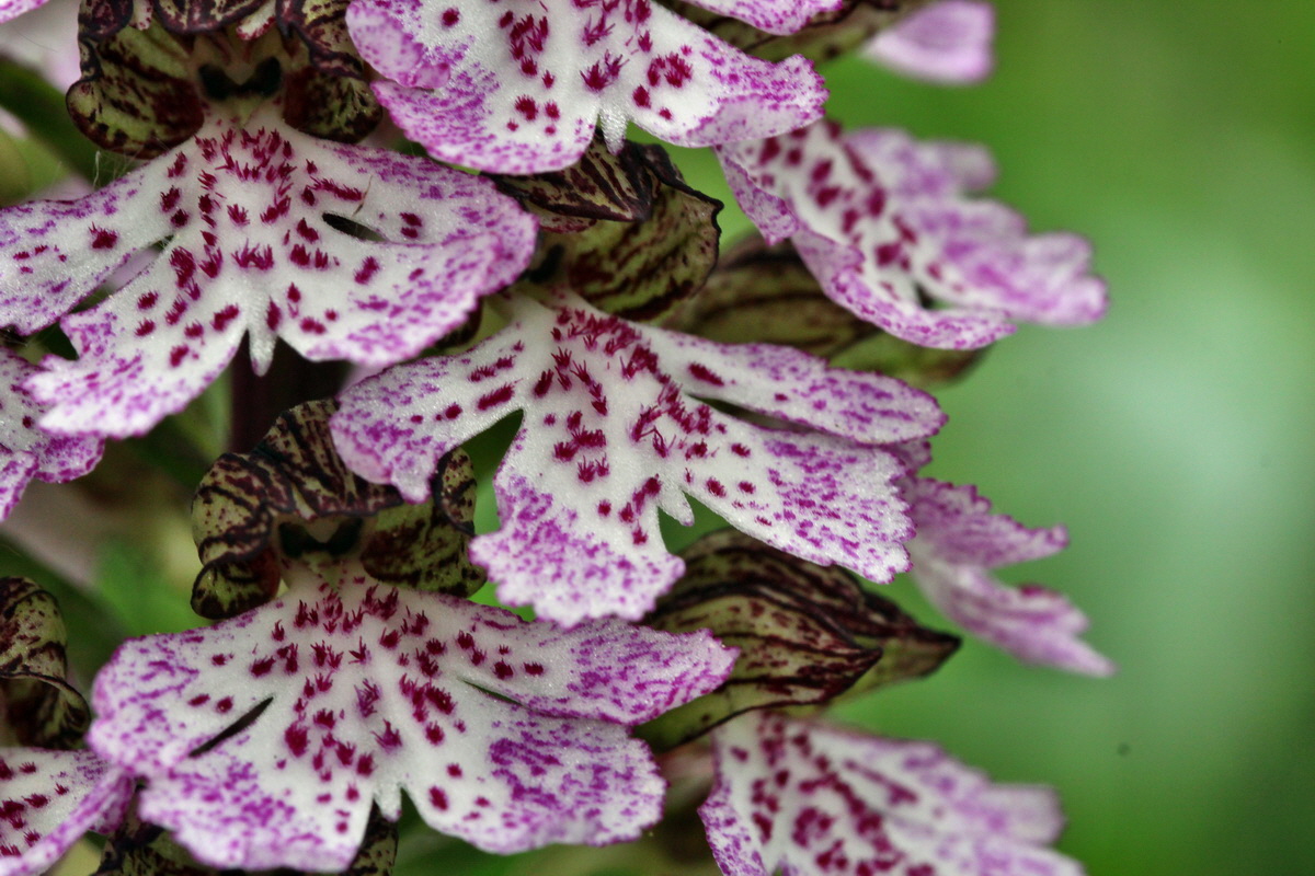 2013_05_13_00014324_Bildgr��e �ndern