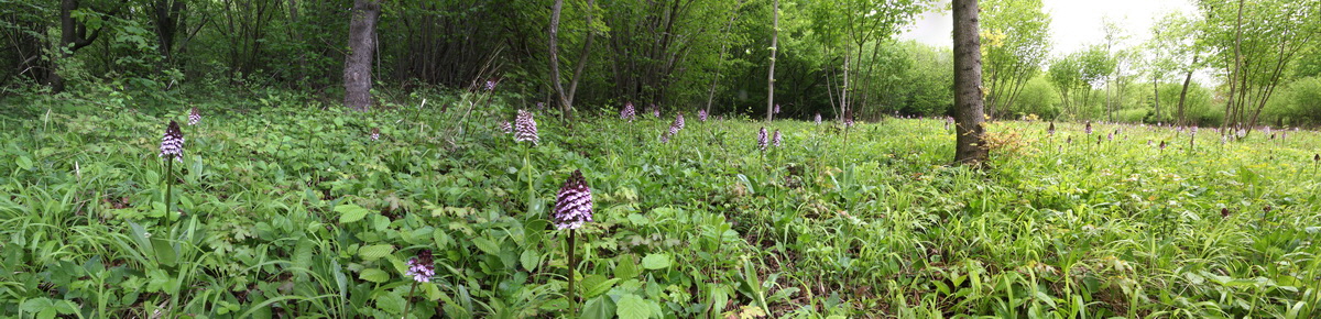 [Group 8]-2013_05_14_00014590_2013_05_14_00014599-3 images_Bildgr��e �ndern