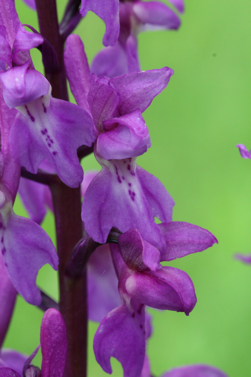 2013_05_14_00014397_Bildgr��e �ndern