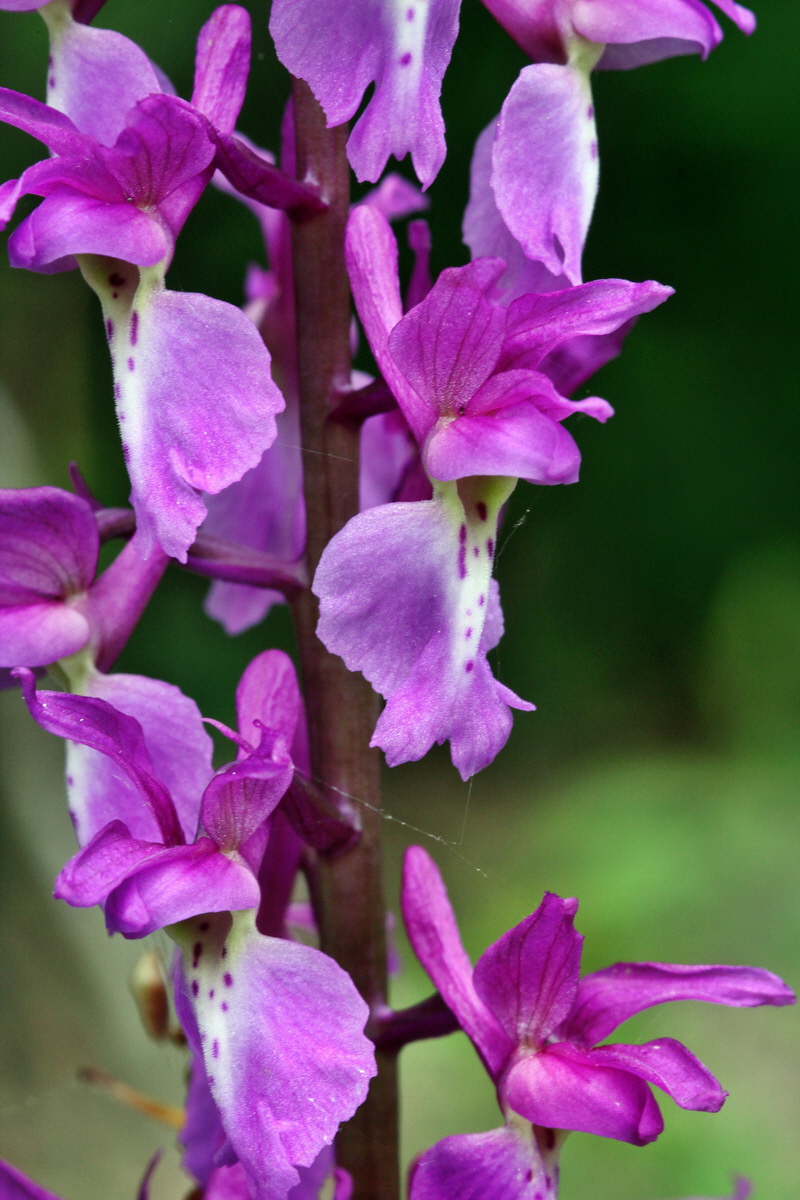 2013_05_14_00014416_Bildgr��e �ndern