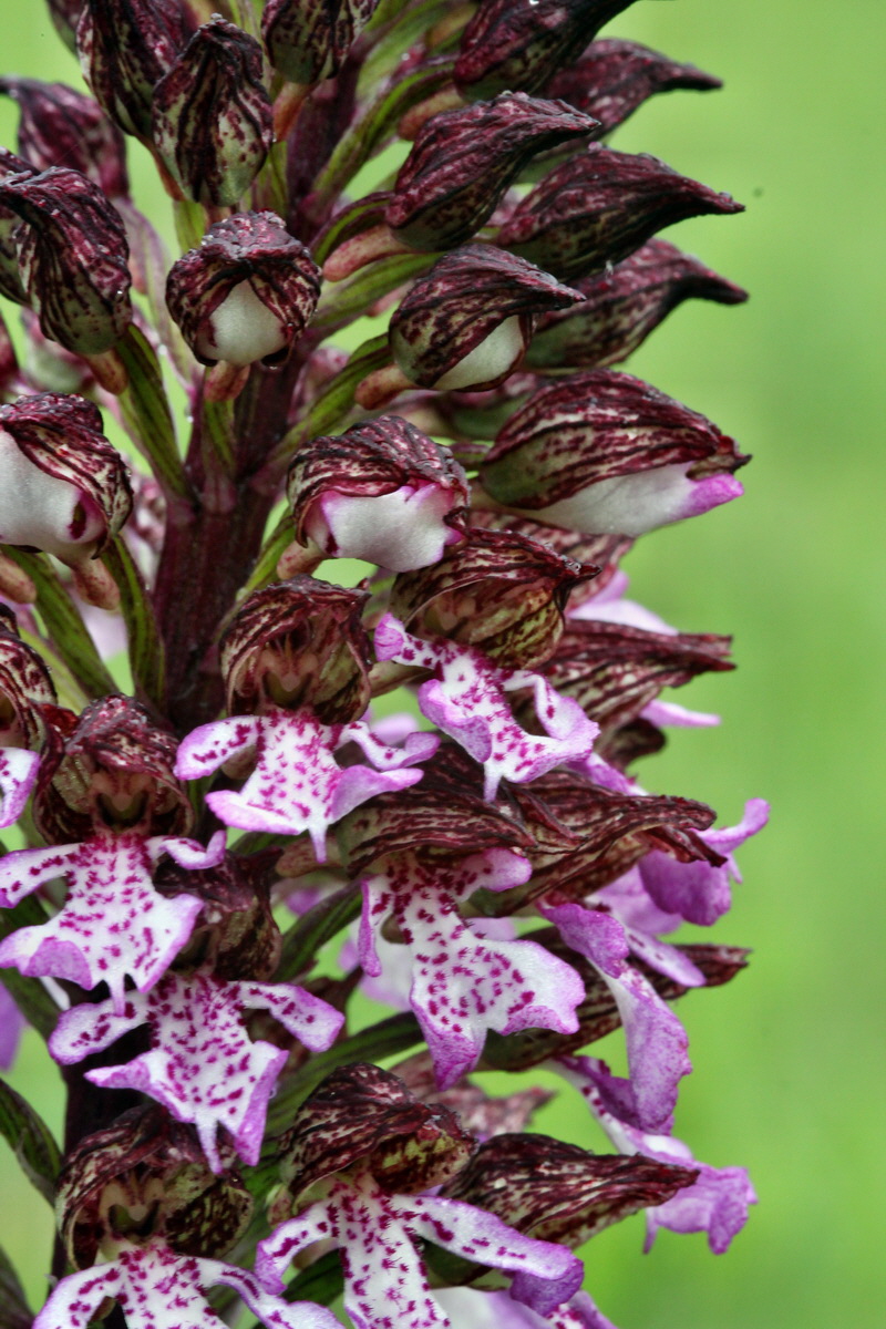 2013_05_14_00014502_Bildgr��e �ndern