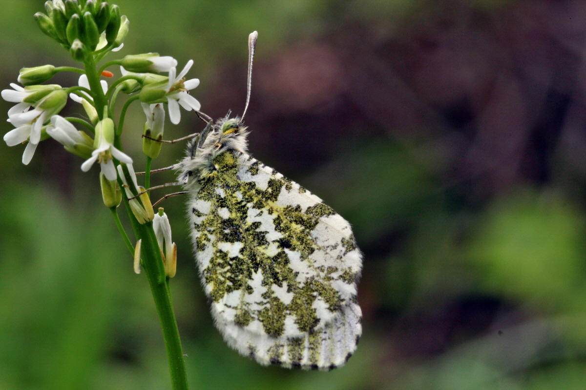 2013_05_14_00014753_Bildgr��e �ndern