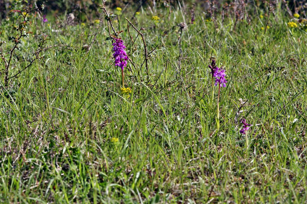 2013_05_15_00014794_Bildgr��e �ndern