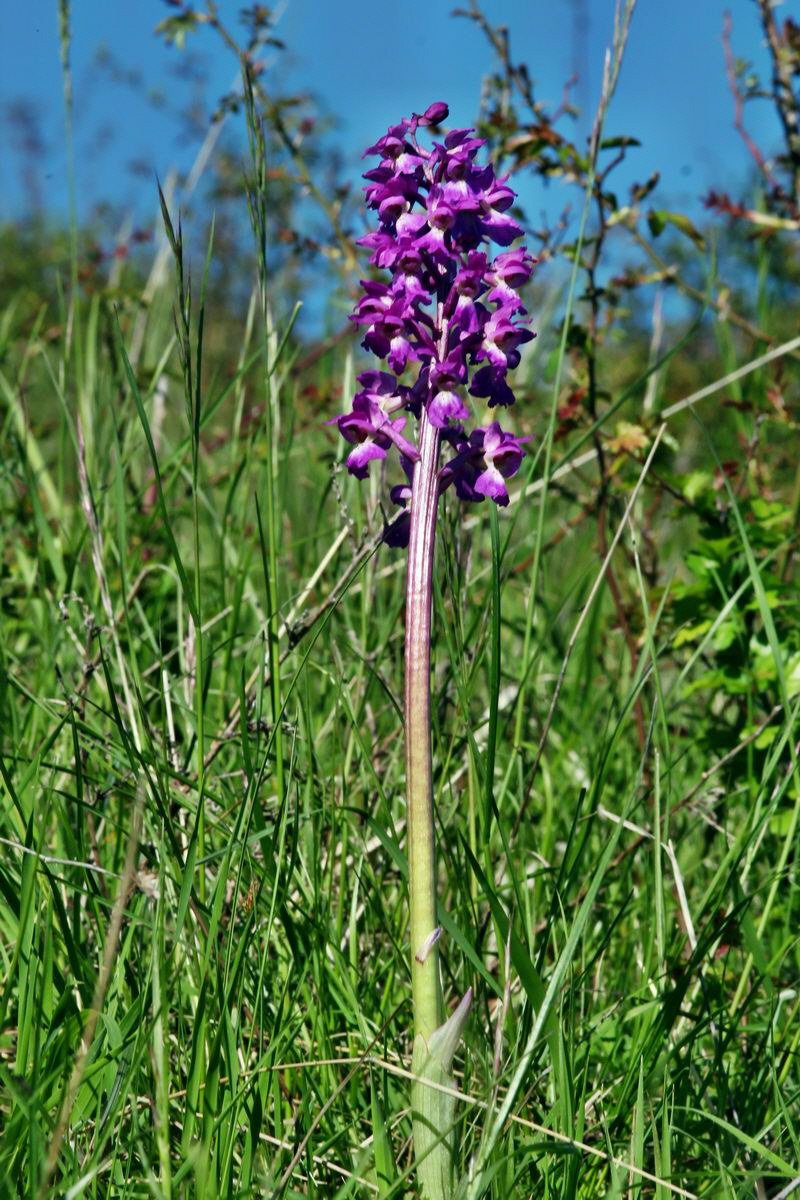 2013_05_15_00014975_Bildgr��e �ndern