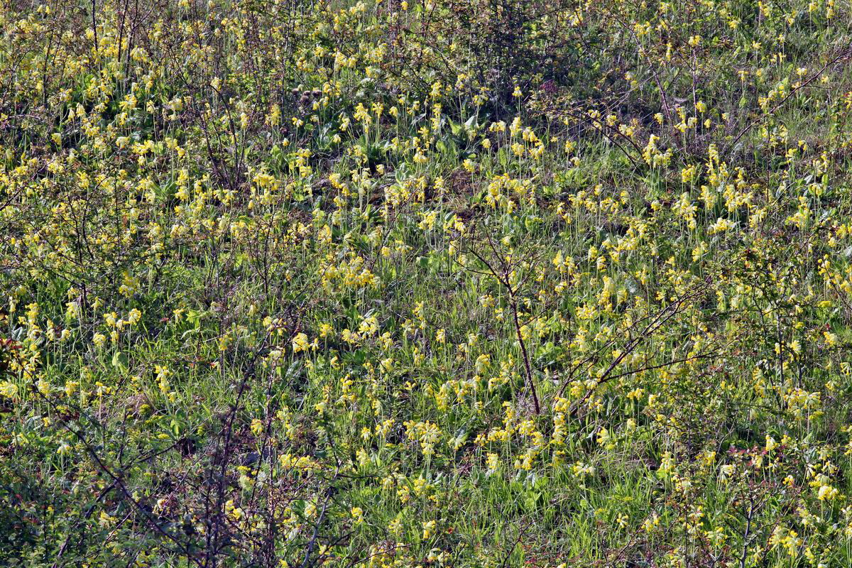 2013_05_15_00015011_Bildgr��e �ndern