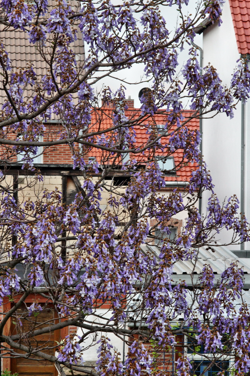 2013_05_16_00015255_Bildgr��e �ndern