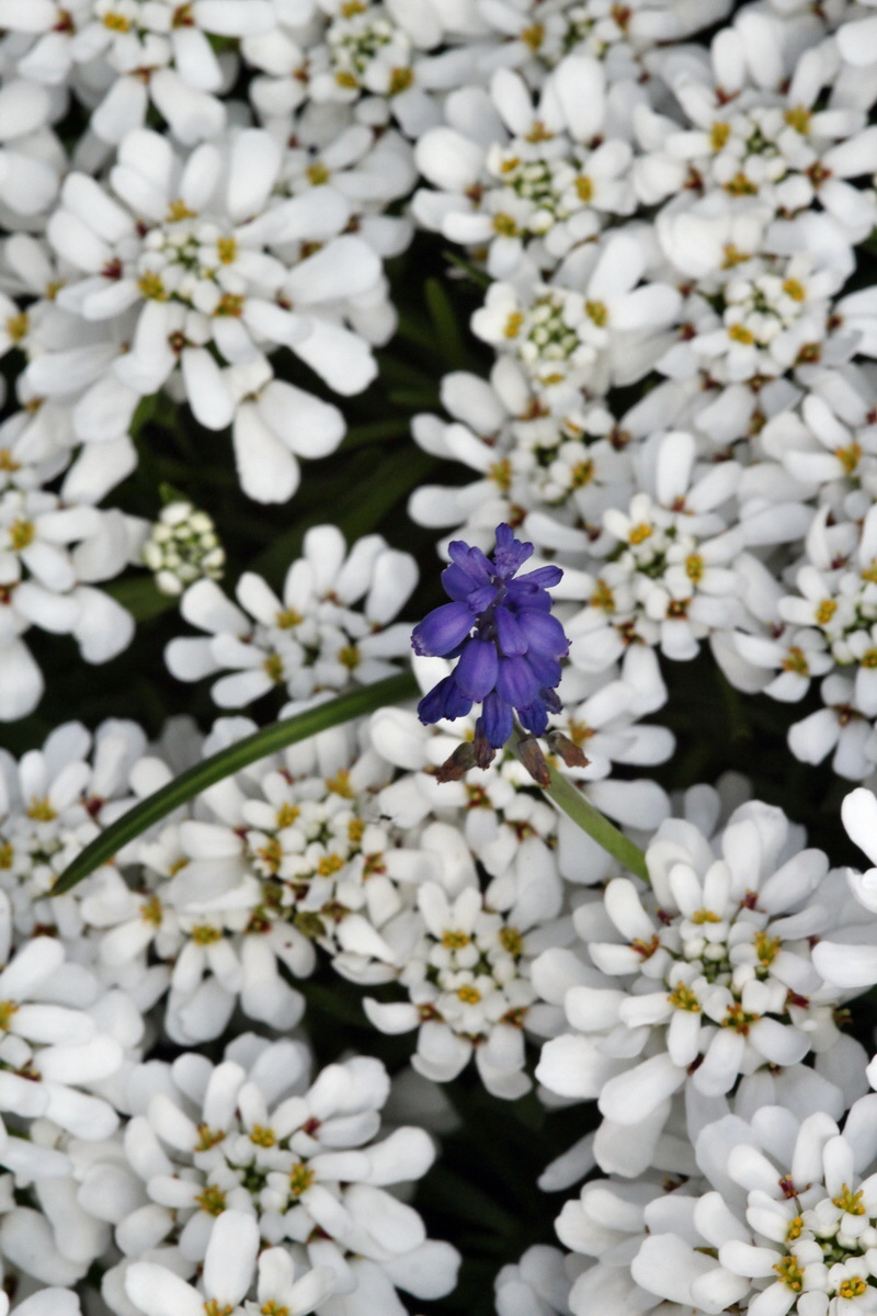 2013_05_16_00015290_Bildgr��e �ndern