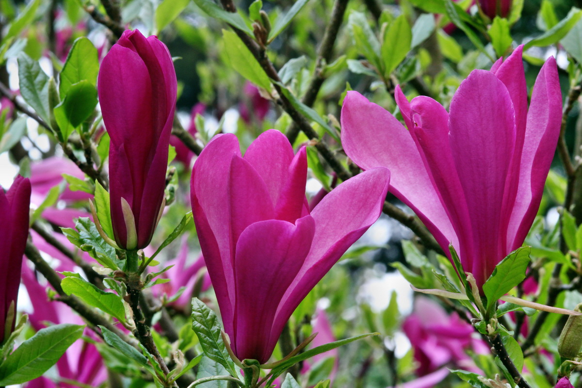 2013_05_17_00015345_Bildgr��e �ndern