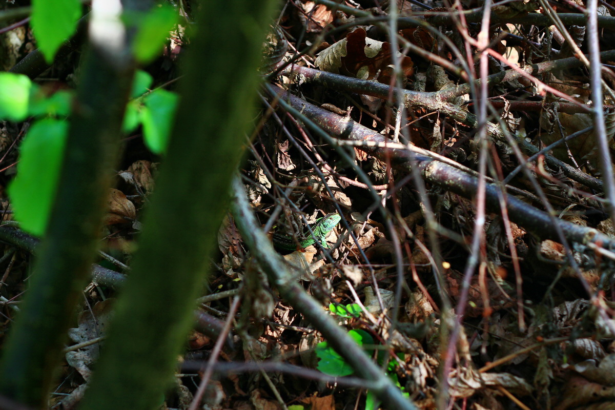 2013_05_21_00016165_Bildgr��e �ndern