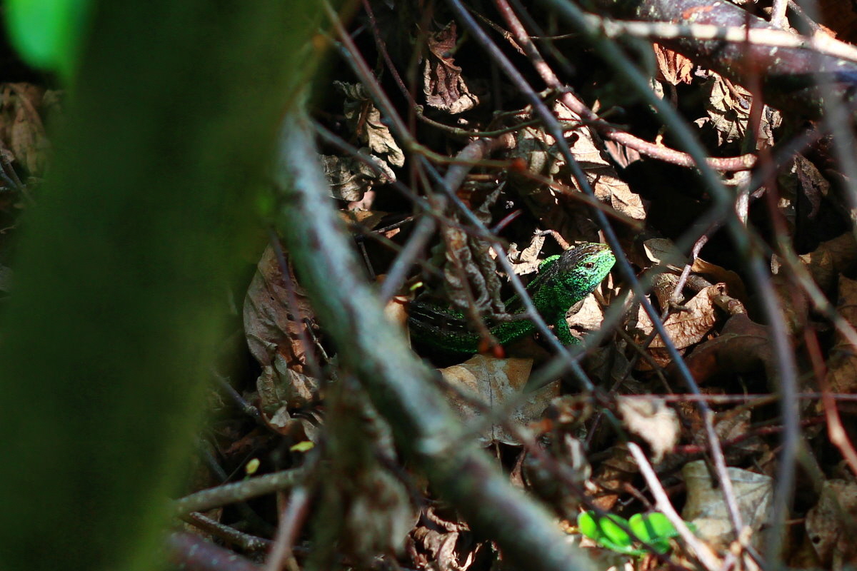 2013_05_21_00016168a