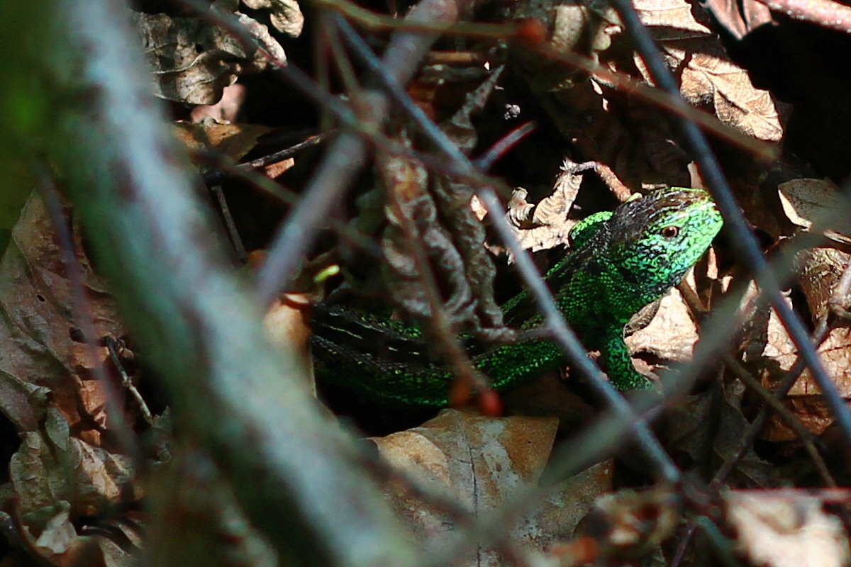 2013_05_21_00016168b