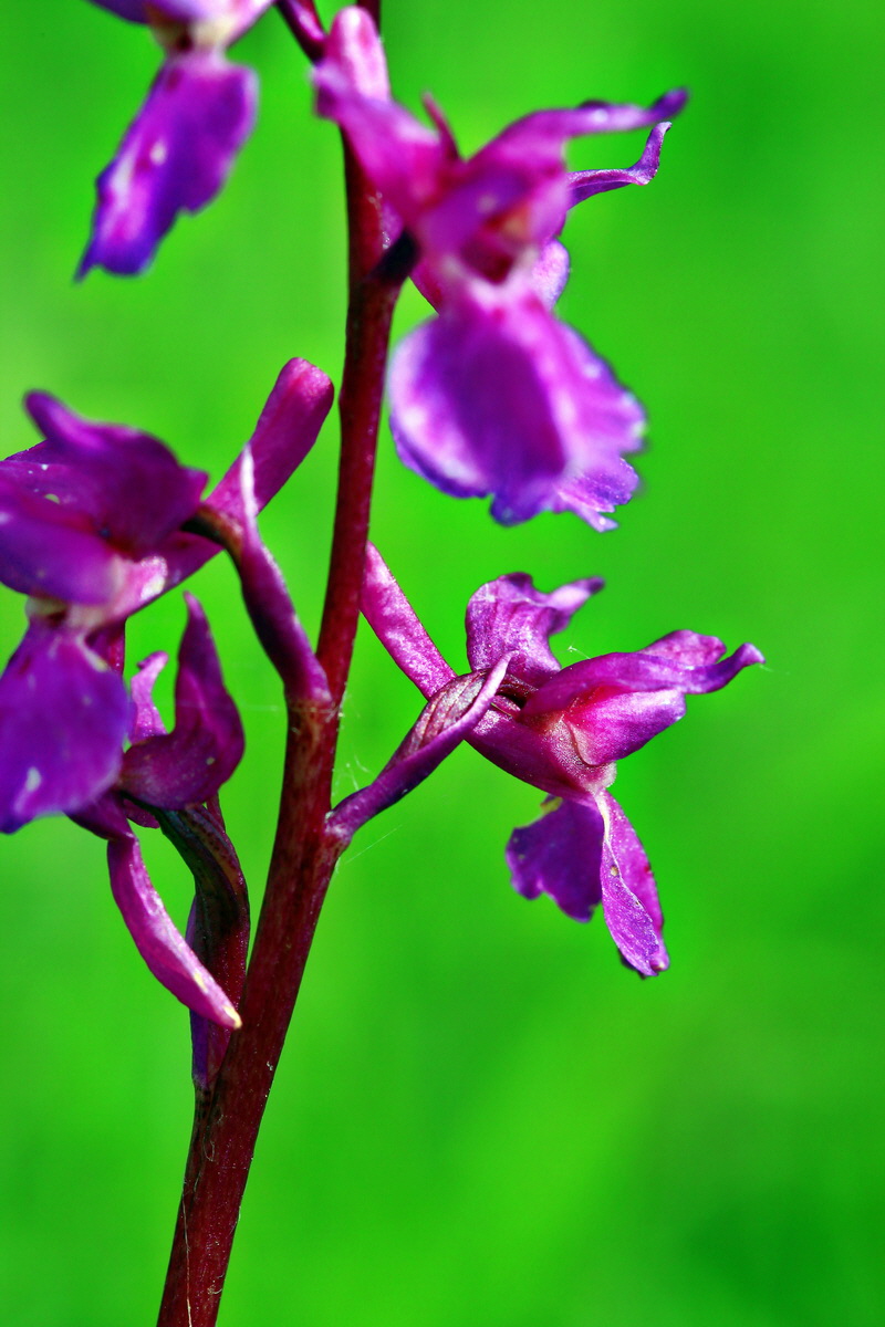 2013_05_23_00016378_Bildgr��e �ndern