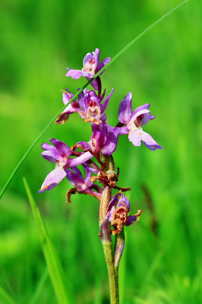 2013_05_23_00016385_Bildgr��e �ndern