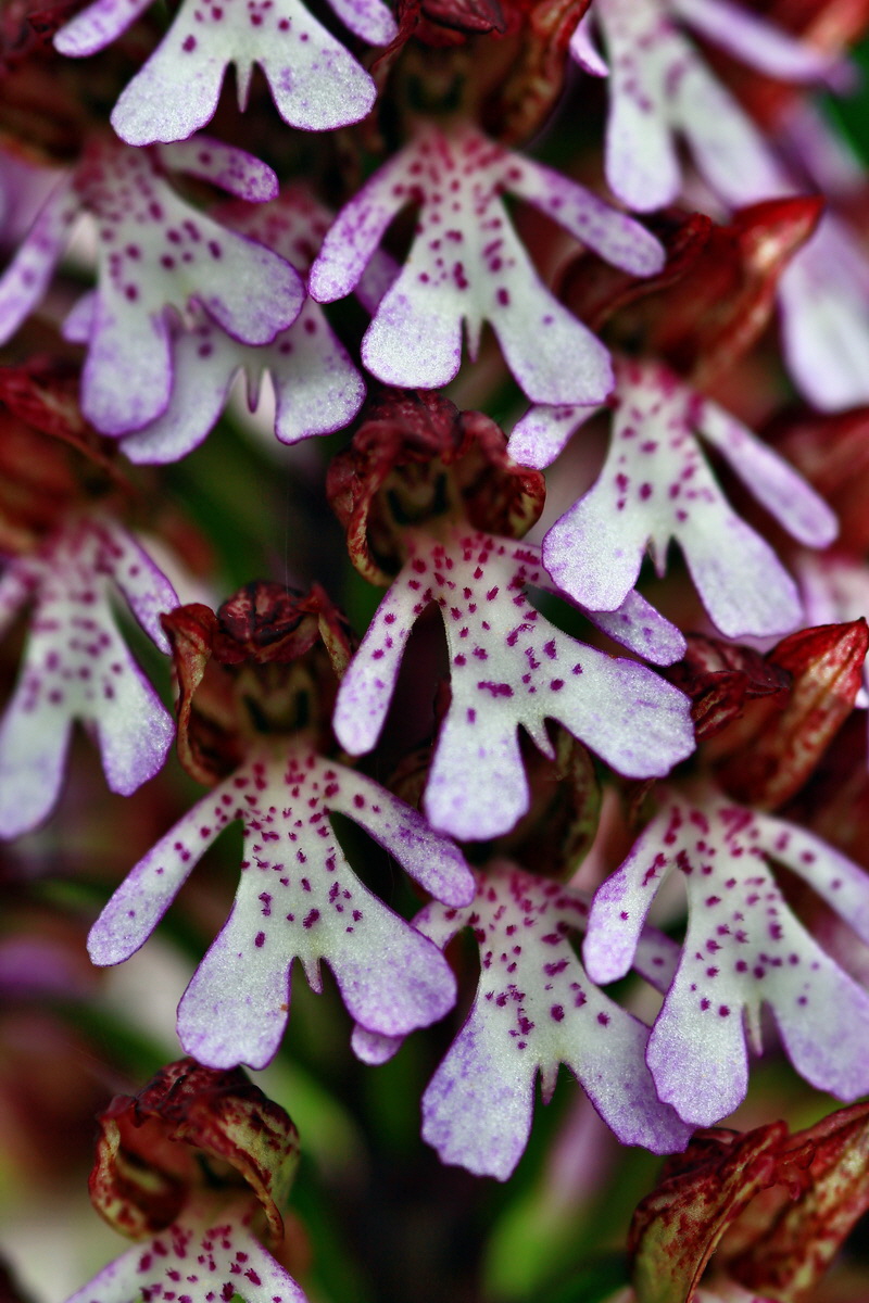 2013_05_23_00016582_Bildgr��e �ndern