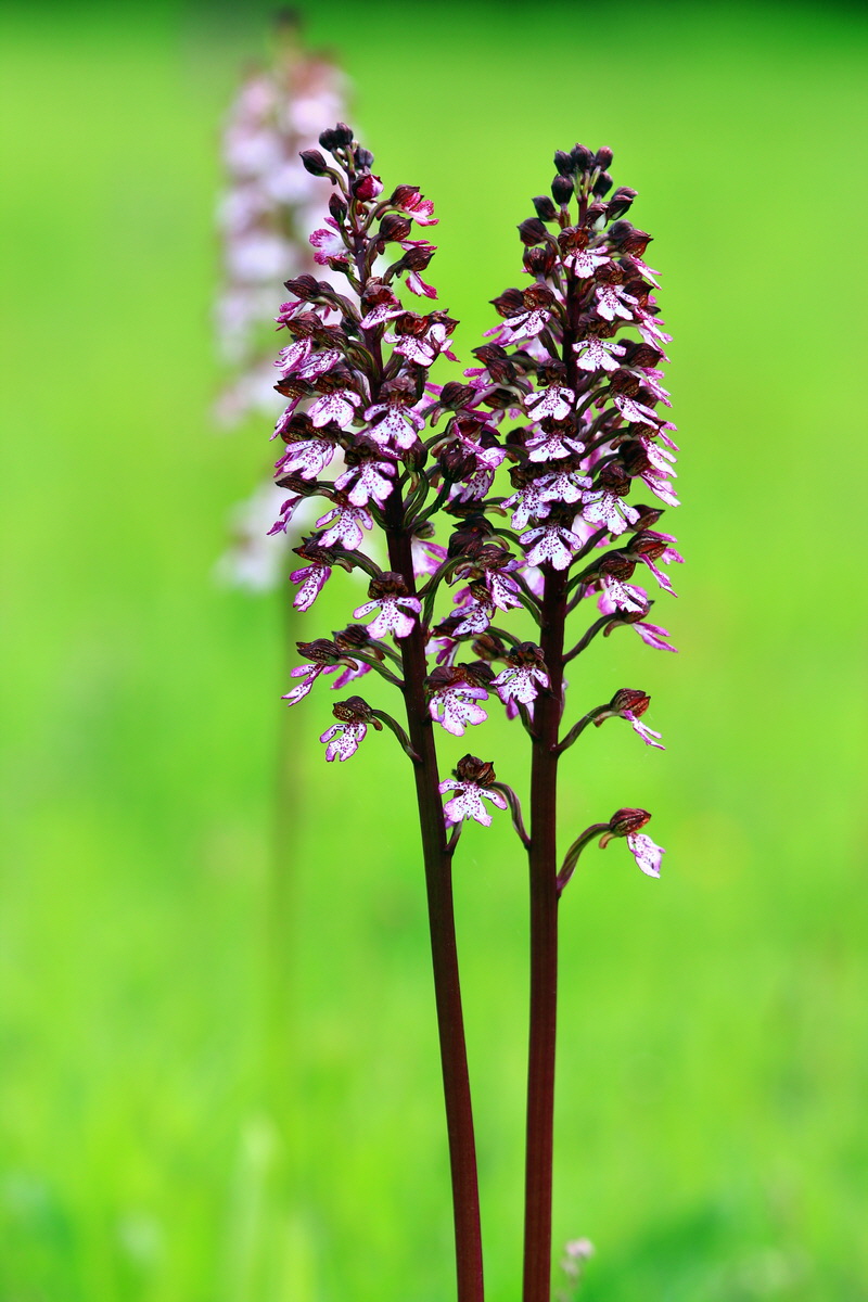 2013_05_23_00016603_Bildgr��e �ndern