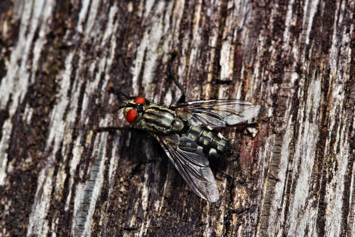 2013_05_23_00016784_Bildgr��e �ndern