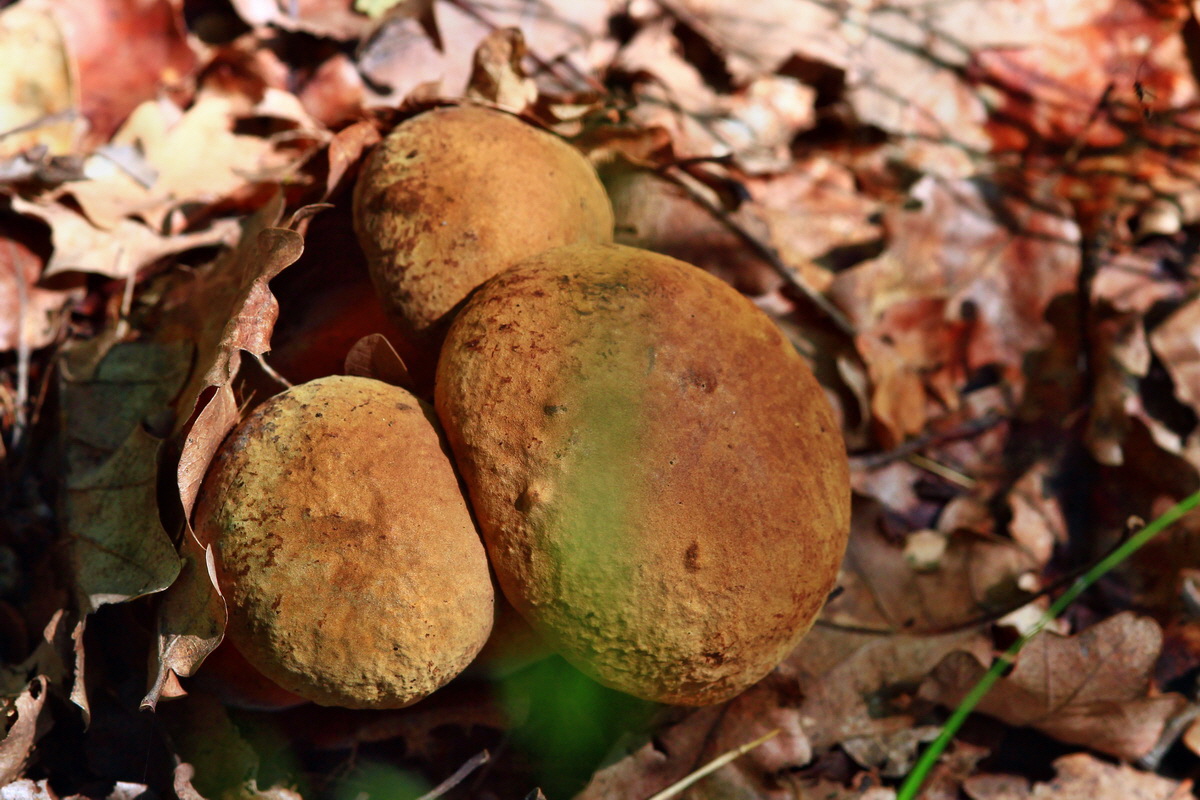 2013_05_28_00017434_Bildgr��e �ndern